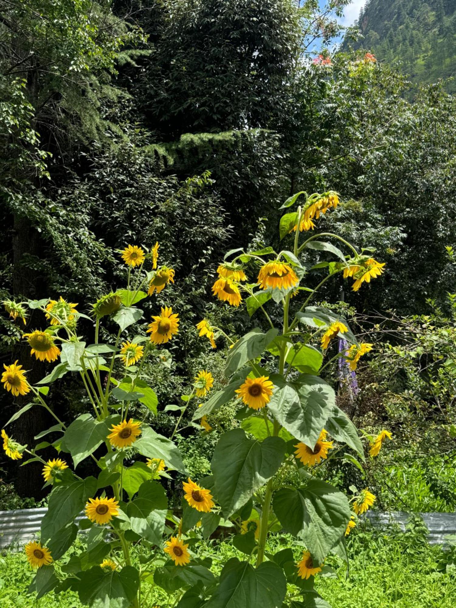 Delight Homestay Kasol Zewnętrze zdjęcie
